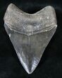Serrated, Black Megalodon Tooth #13285-1